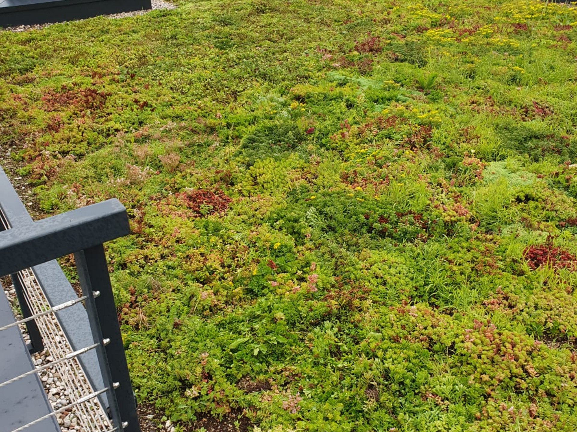Tetto verde - progettazione e servizio a 360° Tetto verde - progettazione e servizio a 360°