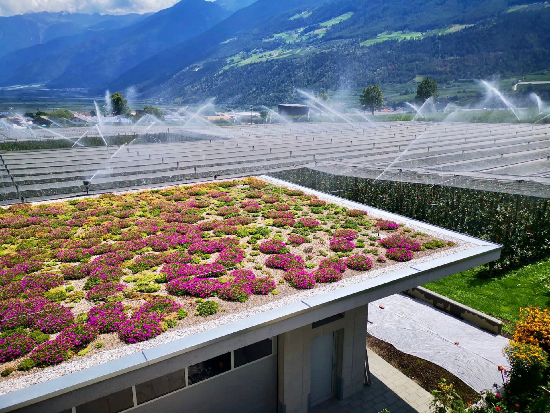 Extensive Dachbegrünung Südtirol - pflegeleicht Extensive Dachbegrünung Südtirol - pflegeleicht