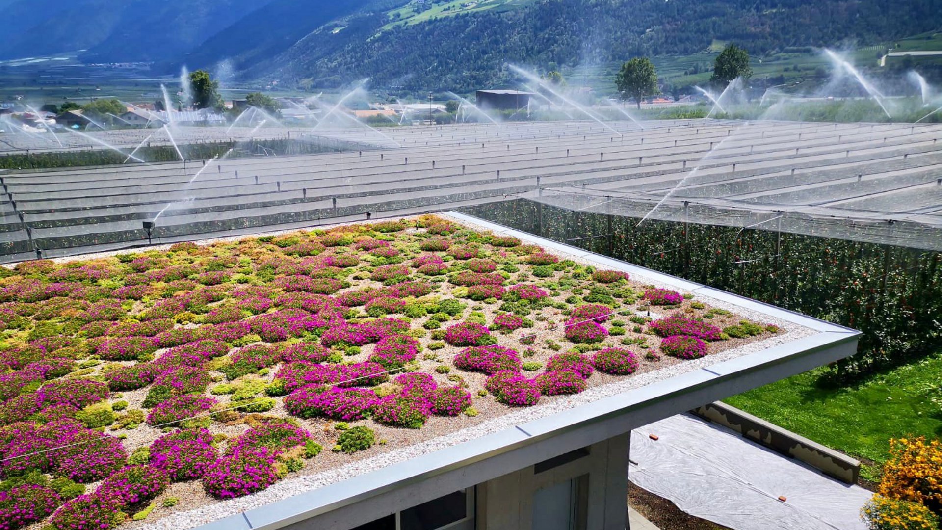 Extensive Dachbegrünung Südtirol - pflegeleicht Extensive Dachbegrünung Südtirol - pflegeleicht