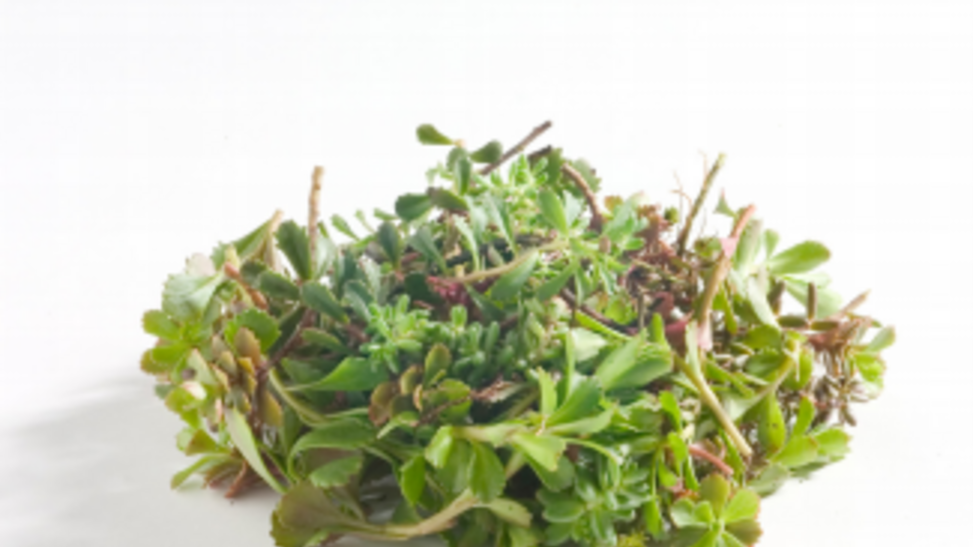 Soluzioni per tetti firmate Rasenfix Soluzioni per tetti firmate Rasenfix