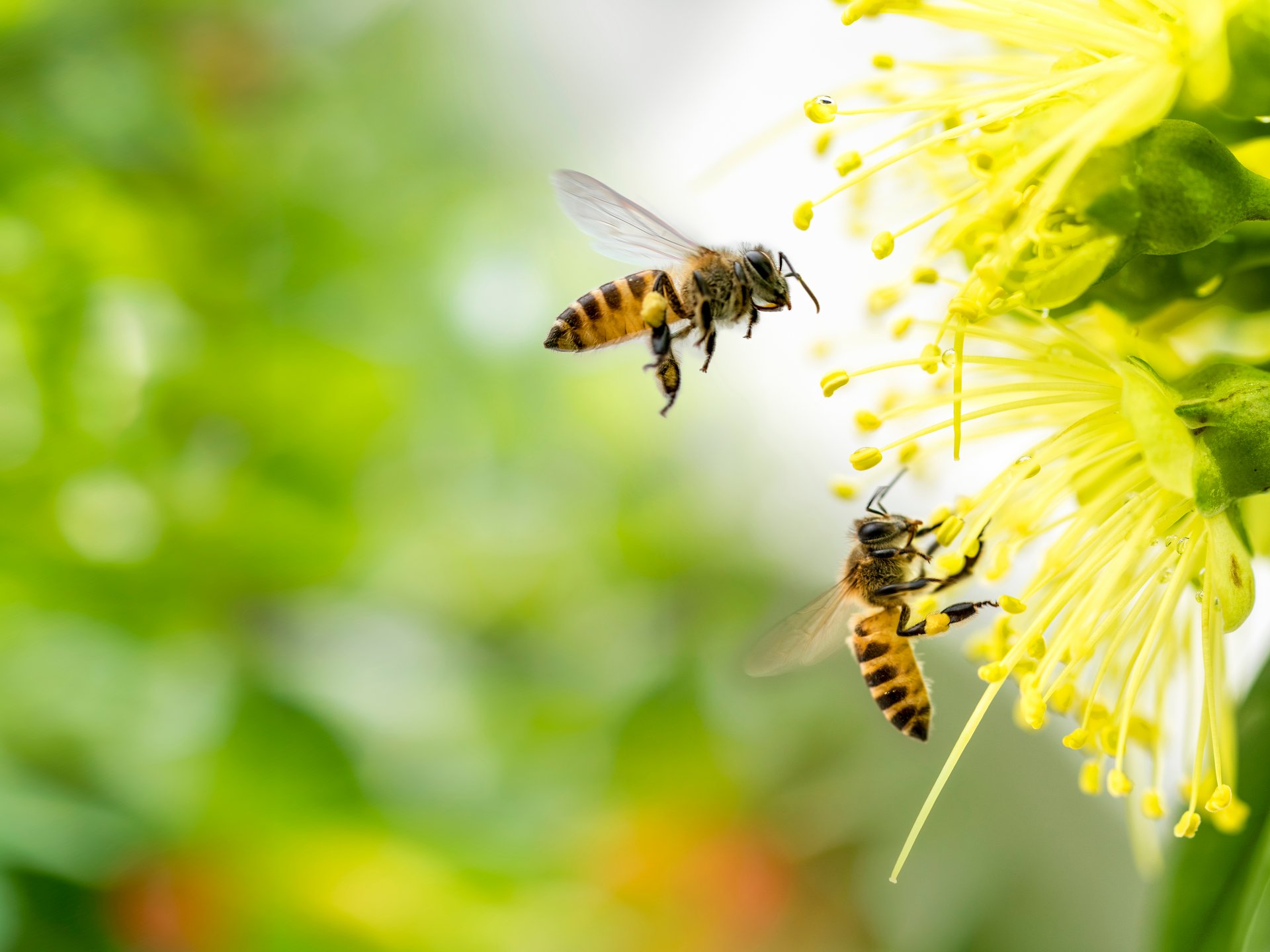 Extensive Dachbegrünung Südtirol - pflegeleicht Extensive Dachbegrünung Südtirol - pflegeleicht