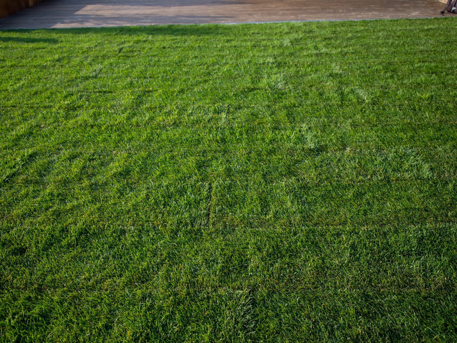 Posa prato a rotoli e mauntenzione Posa prato a rotoli e mauntenzione