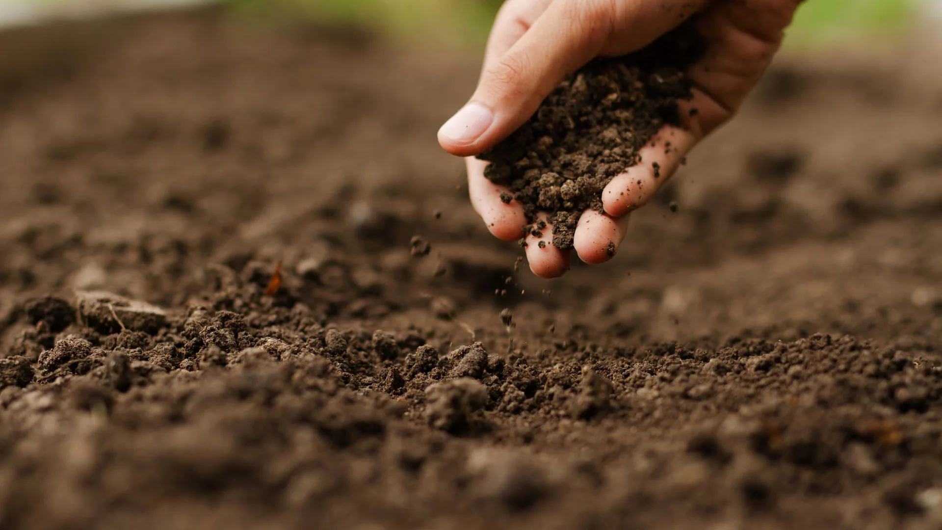 La progettazione del tuo giardino, facile e veloce La progettazione del tuo giardino, facile e veloce