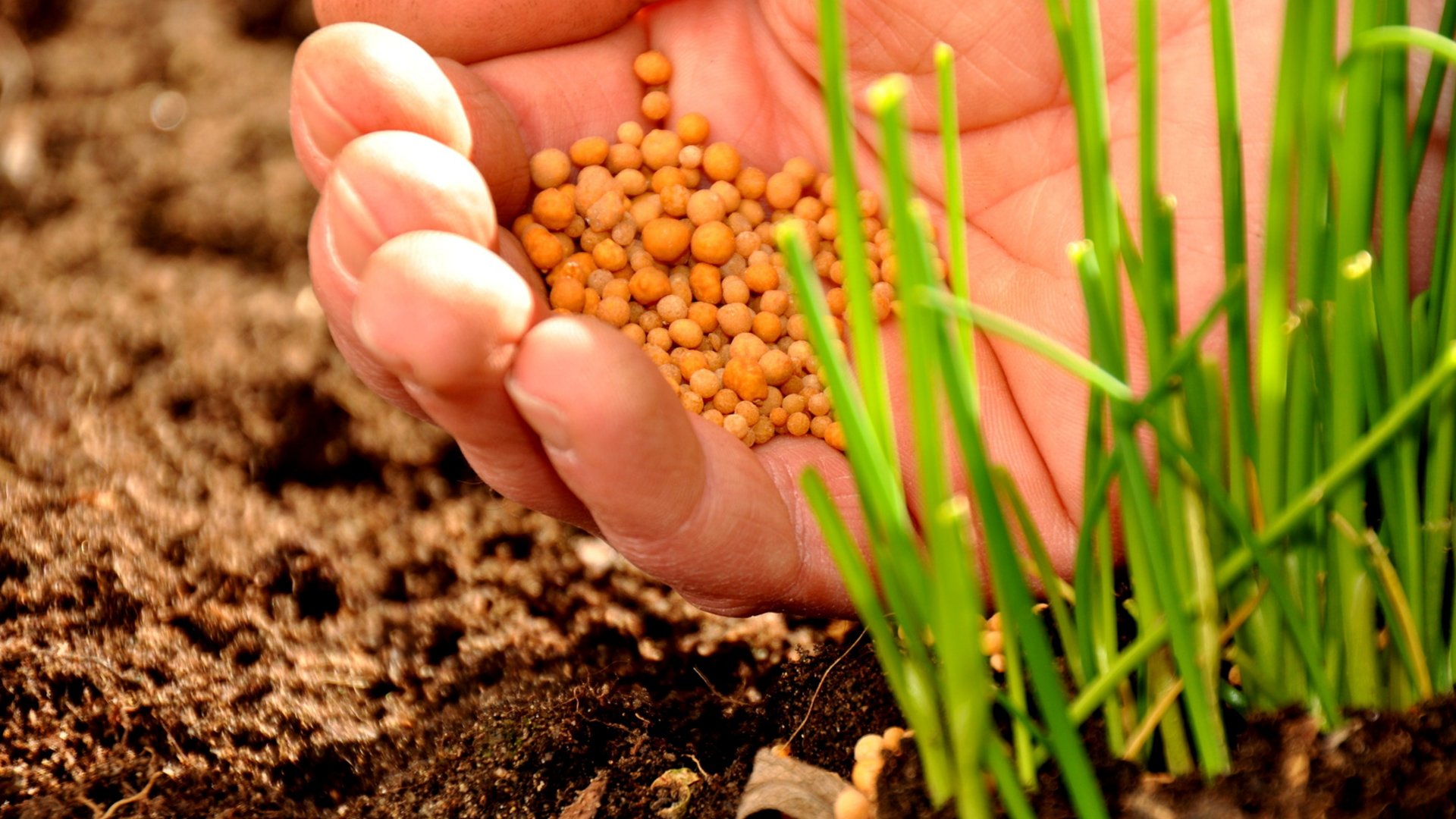Dünger & Komposterde für den Rasen vom Profi Dünger & Komposterde für den Rasen vom Profi