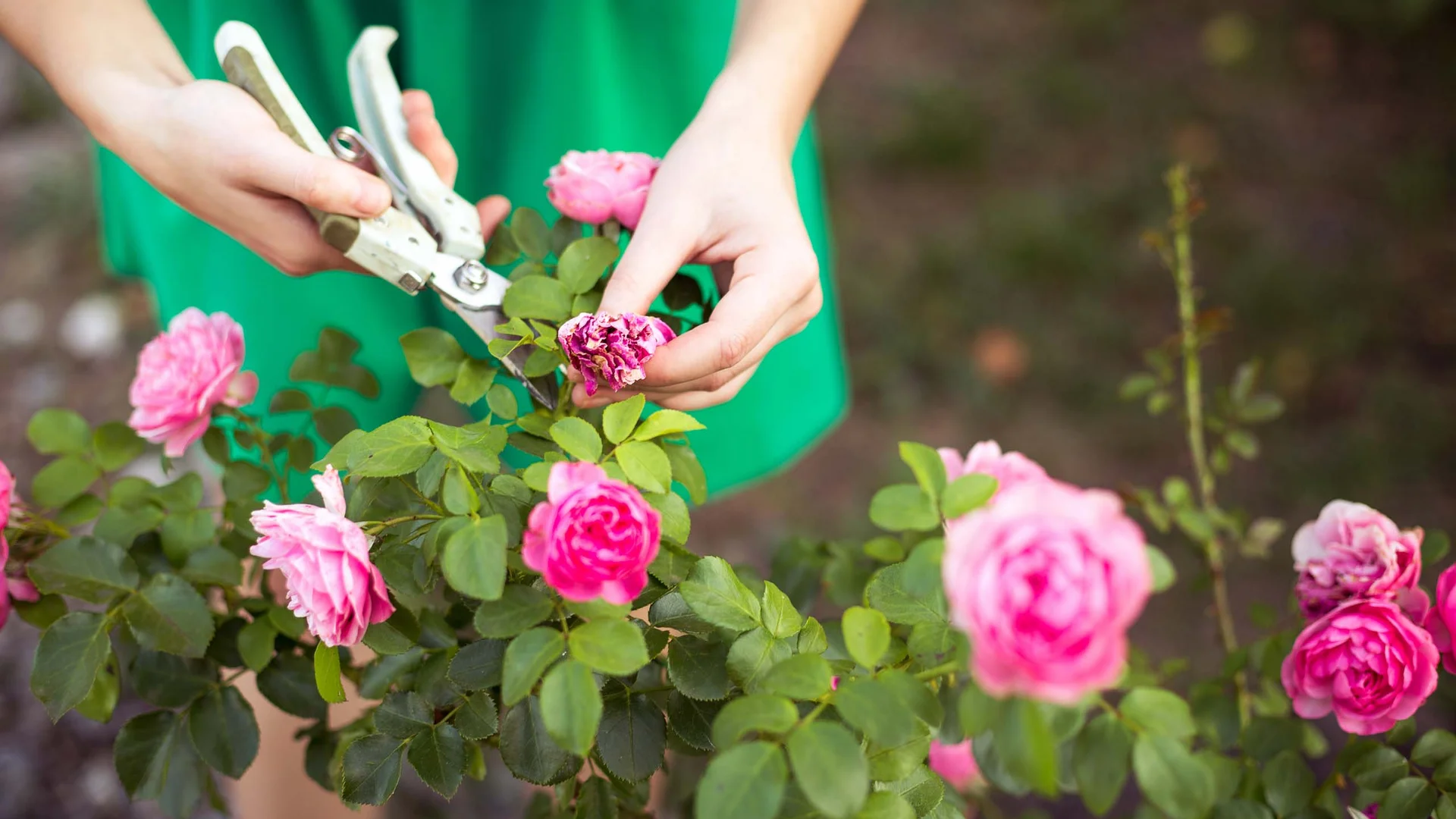 La progettazione del tuo giardino, facile e veloce La progettazione del tuo giardino, facile e veloce